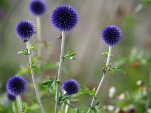 De Echinops- / Kogeldistel is diepblauw van kleur en doet het fantastisch op de vaasjes die ik wekelijks vul (en weggeef)