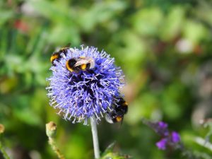 De Echinops / Kogeldistel trekt ook bijen. Er moet een imker in de buurt zitten op Wieringen en die moet (!) blij zijn met onze bloementuin!