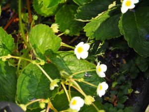 Dit is een reguliere Fragaria / Aardbei, die onder uitgebloeide bloemen tevoorschijn kwam en nu nog gaat produceren!