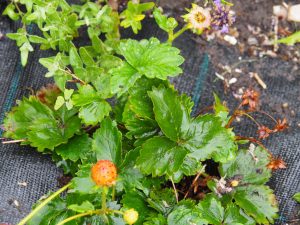 Dat geldt ook voor de Fragaria, in dit geval de wilde roze aardbei die opnieuw gaat bloeien