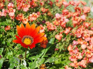 Alleen bij zonnig weer opent de Gazania haar knoppen en is dan prachtig! Deze staat op diverse plekken in borders en bakken