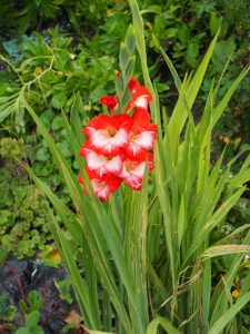 In de tuin staan verspreid de Galdiolus. In de tuin staan een groot aantal bollen, die ik jaarlijks (bij)koop bij een bollenkweker in Julianadorp. Daardoor bloeien er op WH20 in het vroege voorjaar en het late najaar nog bloemen!