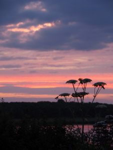 De Heracleum / Berenklauw bij zonsondergang