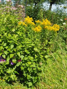 De Hibiscus vormt voorzichtig dieppaarse knoppen, terwijl de Solidago al weken fel in bloei staat