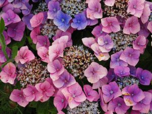 Hier een diepblauwe Hortensia. Inmiddels is het aantal verschillende Hortensia's sterk toegenomen in week 31. Dat wordt het bloemen-week-31-blog!