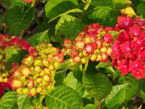 Deze diep roze Hortensia begint pas in week 29 voorzichtig te bloeien, terwijl de blauwe Hortensia's al verder in bloei zijn. Mooi, deze bloei-spreiding