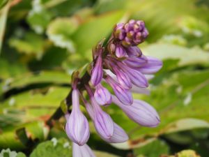 De Hosta in de achtertuin bloeit voor de 2e keer. Hij heeft het naar zijn zin in de achtertuin