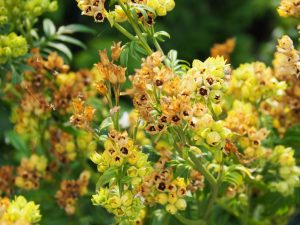 De Polemonum caeruleum alba / Jakobsladder produceert inmiddels zaad in de voor- en achtertuin