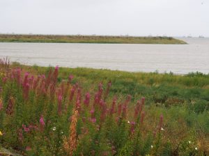 Buitengaats geeft het Knikkende Wilgenroosje wat kleur aan deze grijze regendag. Jammer hoor voor de vlootschouw!