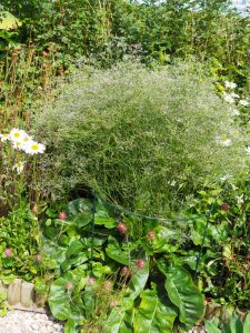 De Limonium latifolium / Lamsoor krijgt voorzichtig een paarse waas