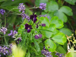 In de tuin bloeien veel "Violaceae", viooltjes dus. Deze diep blauwe bosviooltjes staan naast Lavendel, waar op WH20 ook diverse soorten staan, tot 1.50 meter hoog!