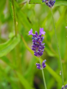 De Lavendula angustifolia doet het goed op de droge grond hier