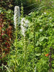 De Liatris Spicata Alba bloeit net iets later dan de volgende