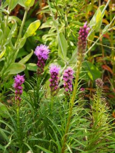 In een van de bakken achter schieten de Liatris spicata omhoog