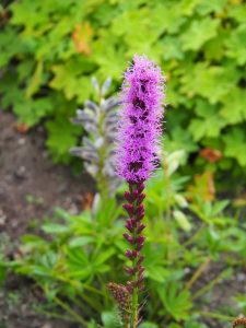 Deze paarse Liatris staat nu ook op het talud, naast in de achtertuin en bakken