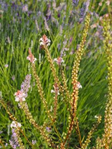 De Linaria-Canon-J-Went / oftewel de roze Walstroleeuwenbek is, net als de blauwe variant volop in de zaadproductie. Ik knip deze bloemen af en bewaar ze donker en droog, zodat ik in de winter de zaad uit de stelen kan winnen. Dan moet ik wel dikke handschoenen aandoen, want het is anders een bloederige klus