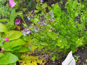 Deze Lobelia Fan Blue is naar beneden verhuisd op het talud, zodat ie in 2017 zichtbaar blijft naast de hogere bloeiers