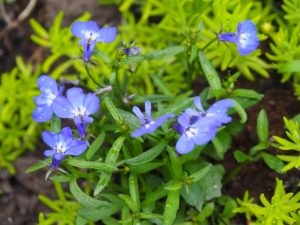 Deze lobelai heeft zichzelf spontaan uitgezaaid naast de poot van de droogmolen in de voortuin, de lieverd!