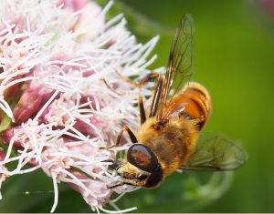 Een luie wesp op de roze Schermbloem. Leve het gecultiveerde onkruid op WH20!