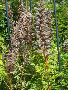 De uitgebloeide Lupinus schiet het zaad onder luid geknal de tuin in. Dit betekent, dat ze niet dicht bij de moederbloem gedijen in een opvolgend jaar