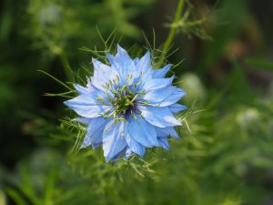 Hier de blik-trekkende intens blauwe Nigella / Juffertje-in-het-Groen. Als je de bloemen steeds knipt, krijg je in week 29 een 2e bloei cadeau. Dat geldt overigens voor alle bloemen: plukken betekent nóg meer bloemen!