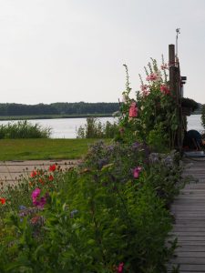 Het onkruidlaantje tussen WH20 en het onbebouwde perceel bloeit nog steeds volop. Er bloeit o.a. Symphytum / Smeerwortel. Ook deze knip ik van tijd tot tijd bij, waardoor de Smeerwortel mooier blijft bloeien