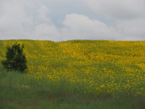 3.Eenmaal terug in Denemarken na twee weken "super-vakantie" in Noorwegen keren we terug naar typische Deense plaatjes, zoals de koolzaadvelden