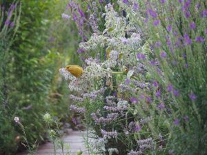 Met zaad in de bek op de Komkommerplant, die nog omringd wordt door de deels nog bloeiende blauwe Vlasleeuwenbek / Linaria purpura