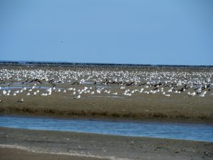 23. Kustvogels te over die hun maaltje bij elkaar garrelen tijdens eb