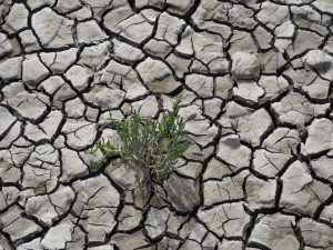 25. Met modderschoenen en met zeekraal gevulde monden lopen we het drooggevallen Wad op