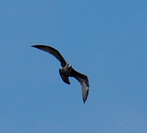 26. Grote onrust onder de Wadvogels, nu er een Buizerd in de lucht hangt