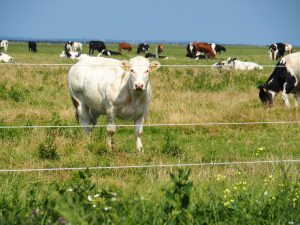 30. We wandelen aan de zoute kant van de Pôldijk verder, waar koeien baat hebben bij de landwinning