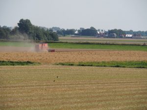 33. We lopen aan de binnenkant van de Pôldijk terug naar De Zwarte Haan. Het is een droge, warme dag. De oogst wordt als een dolle binnen gehaald, met bakken regen op komst!