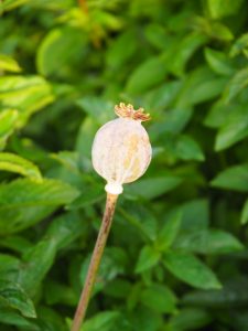 De Papaver somniferum lijkt op een gecultiveerde Papaver. De bloemen waren dieppaars en groter dan die van de gewone rode Papaver, die volop aanwezig is in de achtertuin in het voorjaar. Je ziet mensen die langs de achtertuin varen, dan wijzen op het rode feest