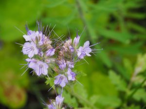 Deze Phacelia / eenbijenplant bloeit in het voorjaar, maar we zien ook bloemen in de zomer. Het is een bloem die voorkomt in een blauw-bloemenmengsel om bijen aan te trekken