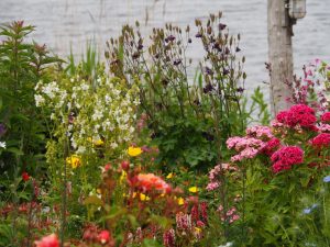 Dit is een mooie foto om te laten zien dat ik week 24 de tuin nog volop bloeit zoals met de Polemonum caeruleum alba / Jakobslader in week 24, terwijl in deze week de Aquilega / Akelei dan al zaad produceert. In week 29 zijn beide bloemen uitgebloeid en produceren zaad