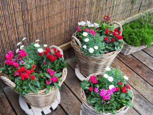 De manden met Violen maken op de poottafel plaats voor Cyclamen e.a. zomerplantjes