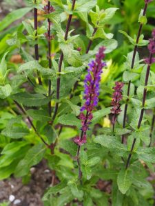 Op het talud is deze Salvia Caradonna gepoot. Vrolijke boel wordt het daar in 2017!