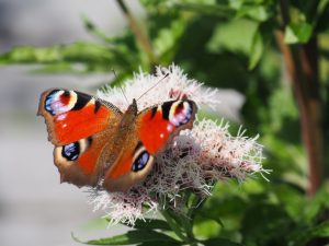 De Dagpauwoogvlinder landt vervolgens