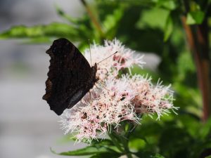 Motvlinders vinden de roze Schermbloem ook aantrekkelijk