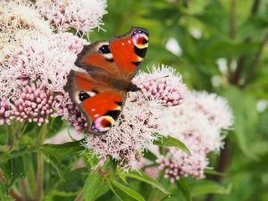 Ik ben blij dat in onze tuin onkruid ook een plek krijgt, want het is een goede voedingsbodem voor insecten! Zoals deze Dagpauwoog op de roze Schermbloem / Angelica of te wel: Engelwortel