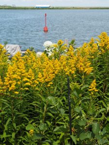 Op de grens waar het talud begint groeit Solidago. Ik schat in dat deze plant in 2017 aan redigeren toe is