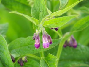 Onkruid verdient haar plaats op WH20, zoals de Symphytum officinale, beter bekend als Smeerwortel. Ik kan zo een natuur-apotheek of kruidenwinkel beginnen!