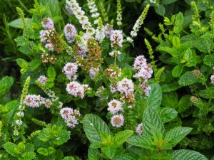 En dan hebben we ook nog de paars bloeiende Thymus Vulgaris Faustini. Mond vol, maar hij smaakt dan ook prima