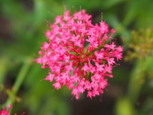 Niet te verwarren met de knoppen van de roze Valeriaan die overal in de tuin bloeien