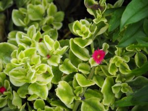 Op verschillende plekken bloeit dit bonte vetplantje. In week 29 zie je kleine roze bloemetjes, die zich 's nachts dichtvouwen