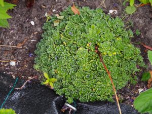 Je ziet hier nog het steeltje van de bloem die weken op dit verplantje bloeide