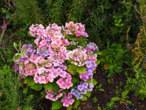 5. Ik schat in dat de hortensia's volgend jaar een stuk zijn gegroeid. In het najaar wordt er kwistig met paardenmest gestrooid!