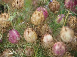 7. Het Juffertje in het Groen heeft haar intens blauwe bloemen verloren en omgezet in zaadbollen. In week 37 begint er weeer zaailingen te bloeien!