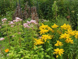 10. De Solidago staat in kleine groepjes in de achtertuin